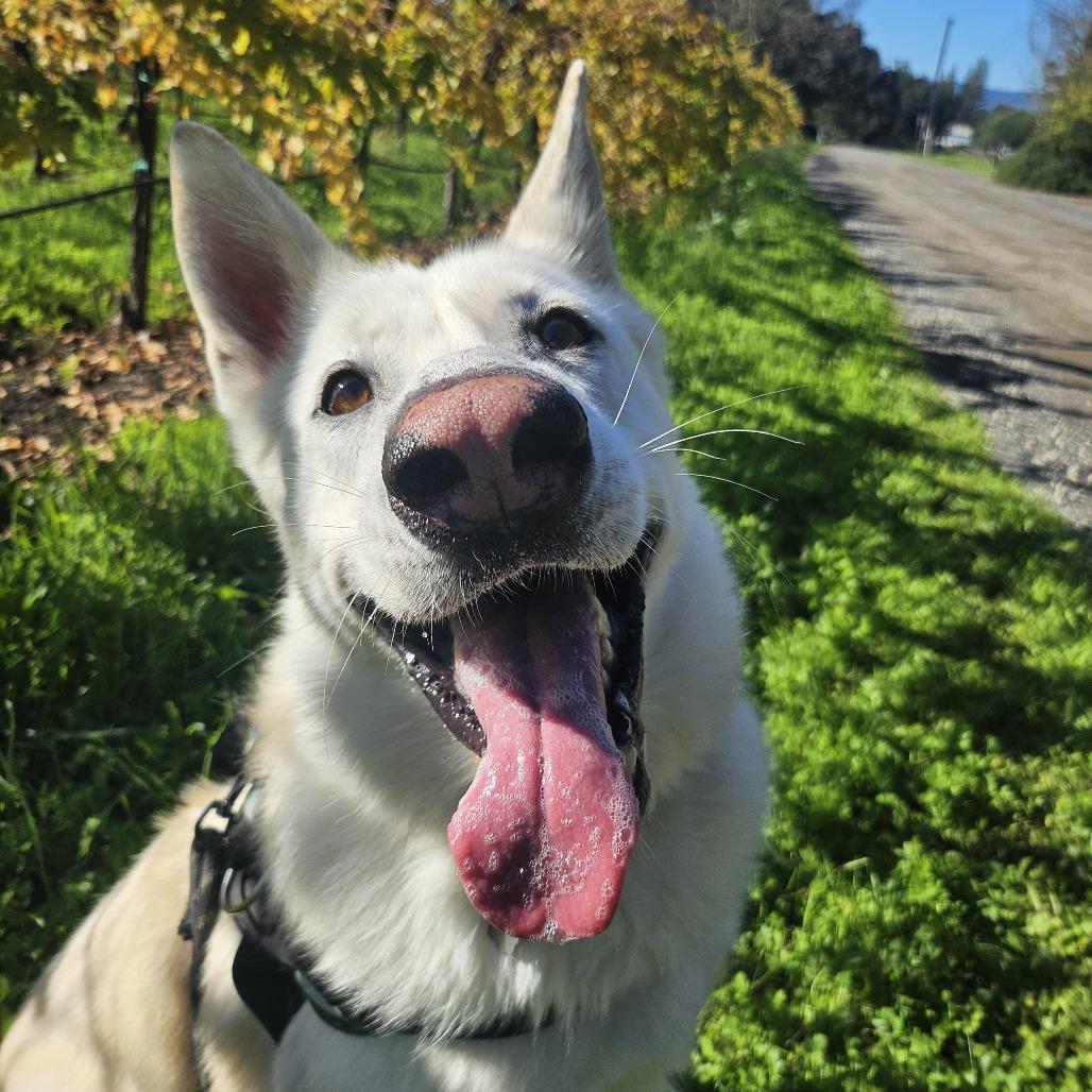 Simi, a Adoptable mixed breed in Sonoma, CA image 4/6