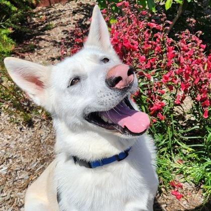 Simi, a Adoptable mixed breed in Sonoma, CA image 5/6