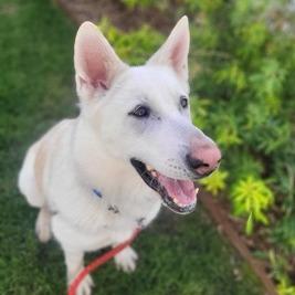 Simi, a Adoptable mixed breed in Sonoma, CA image 6/6
