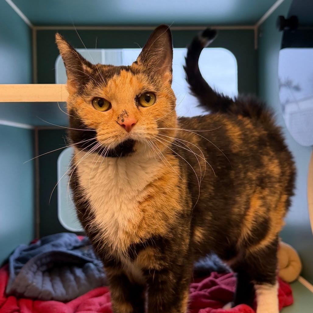 Cordelia, Adoptable, Adult Female American Shorthair.