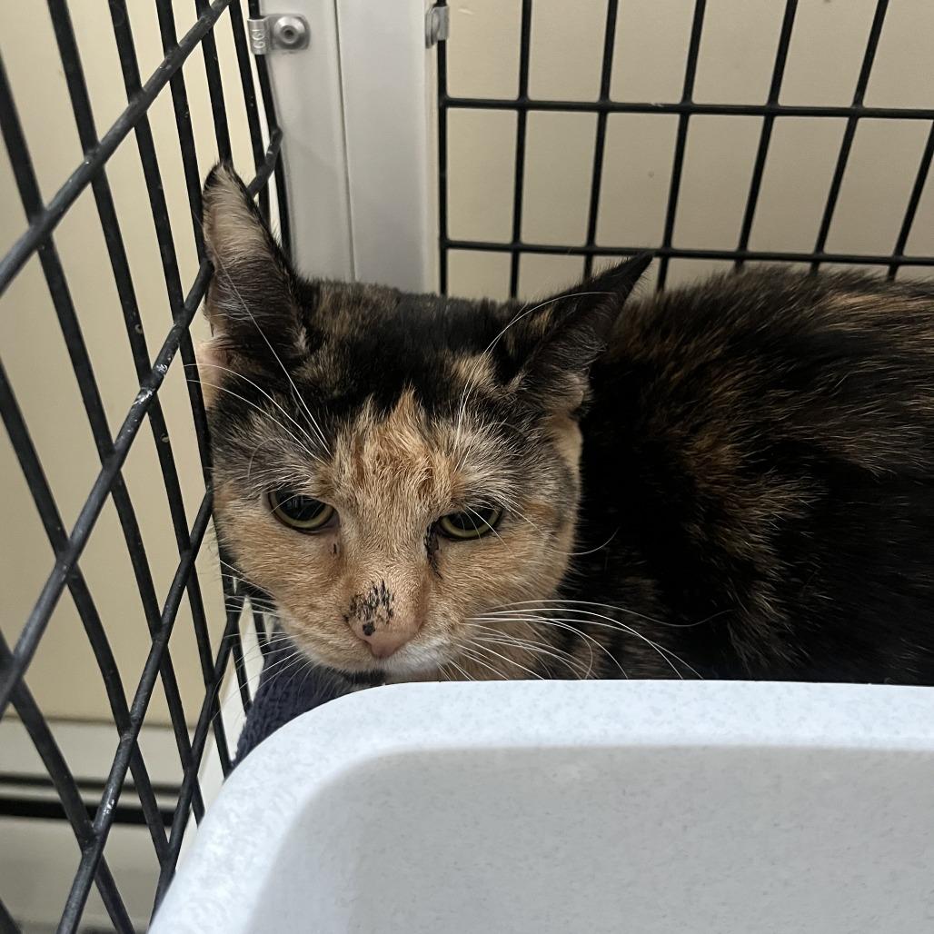 Cordelia, Adoptable, Adult Female American Shorthair.