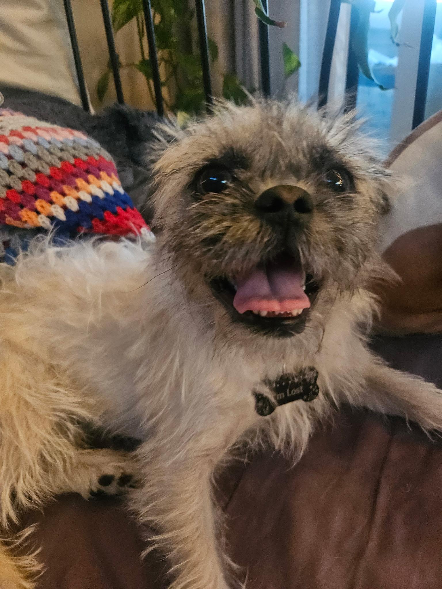 Daisy, an adopted mixed breed in North Vancouver, BC image 1/5
