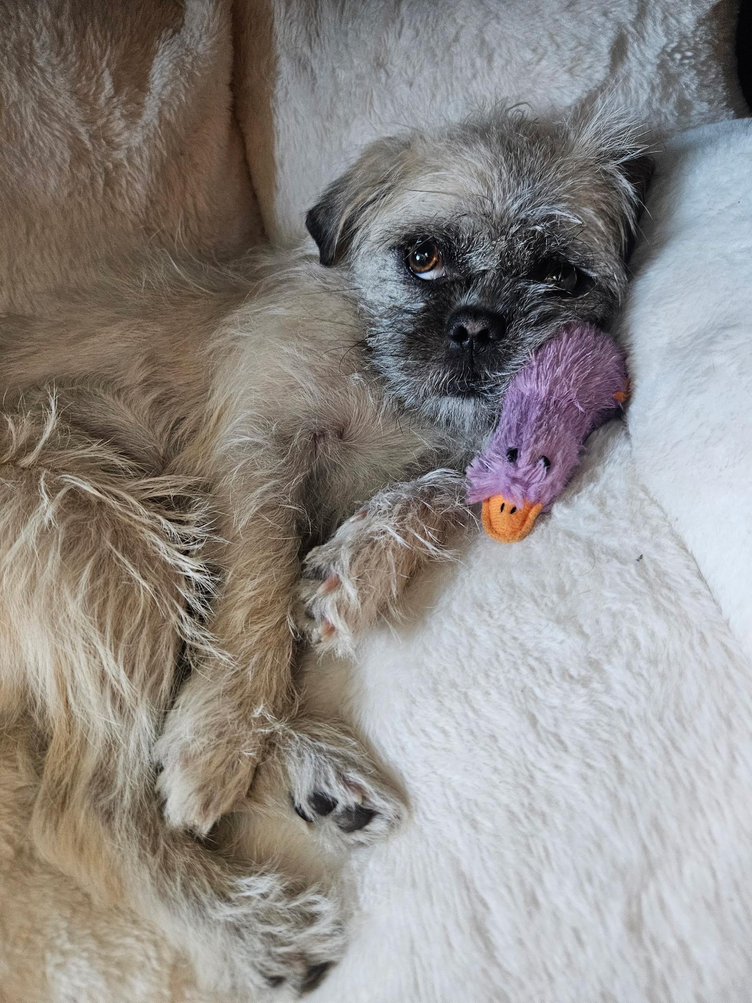 Daisy, an adopted mixed breed in North Vancouver, BC image 2/5