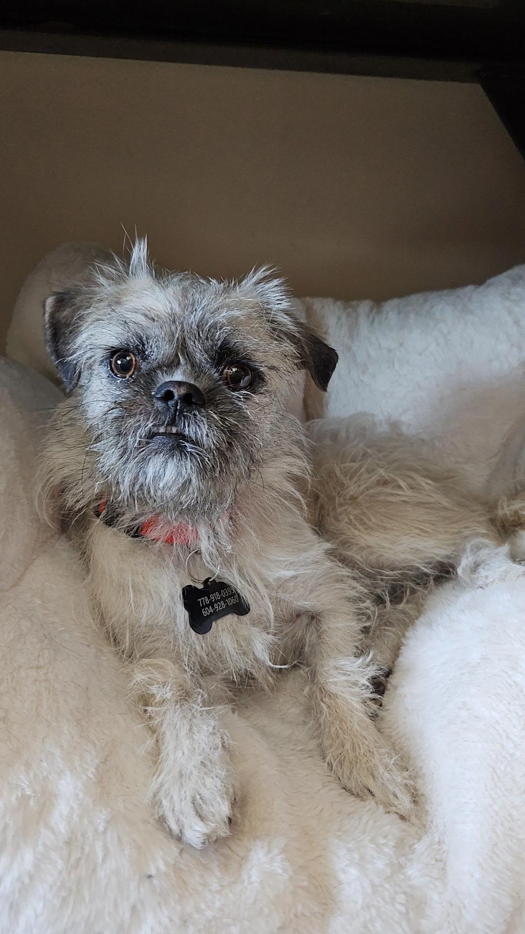 Daisy, an adopted mixed breed in North Vancouver, BC image 3/5