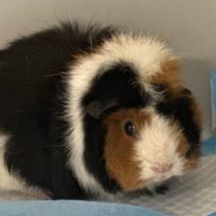 Fedora ** AVAILABLE 02/22 **, Adoptable, Young Female Guinea Pig.