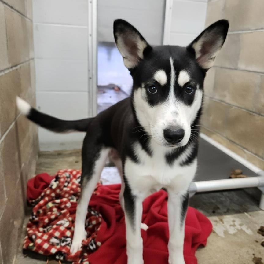 Dewey, Adoptable, Young Male Husky.