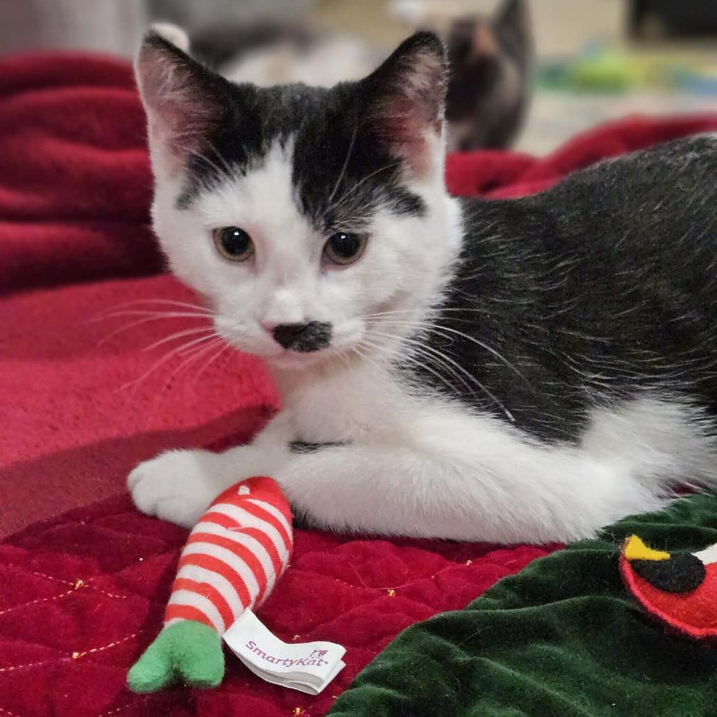 Rooster, Adoptable, Kitten Male Domestic Short Hair.