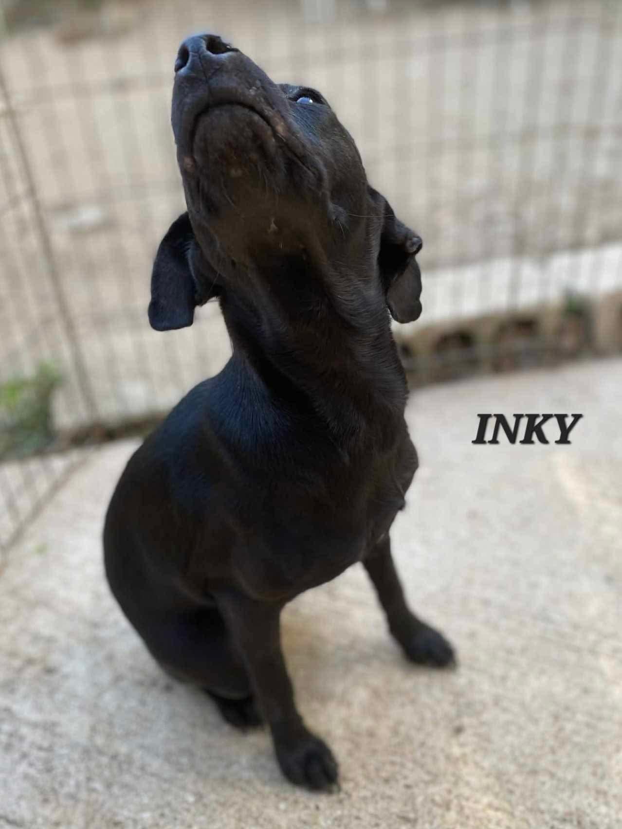 Enlarge Inky, a ADOPTABLE mixed breed in Milford, NH image 2/4