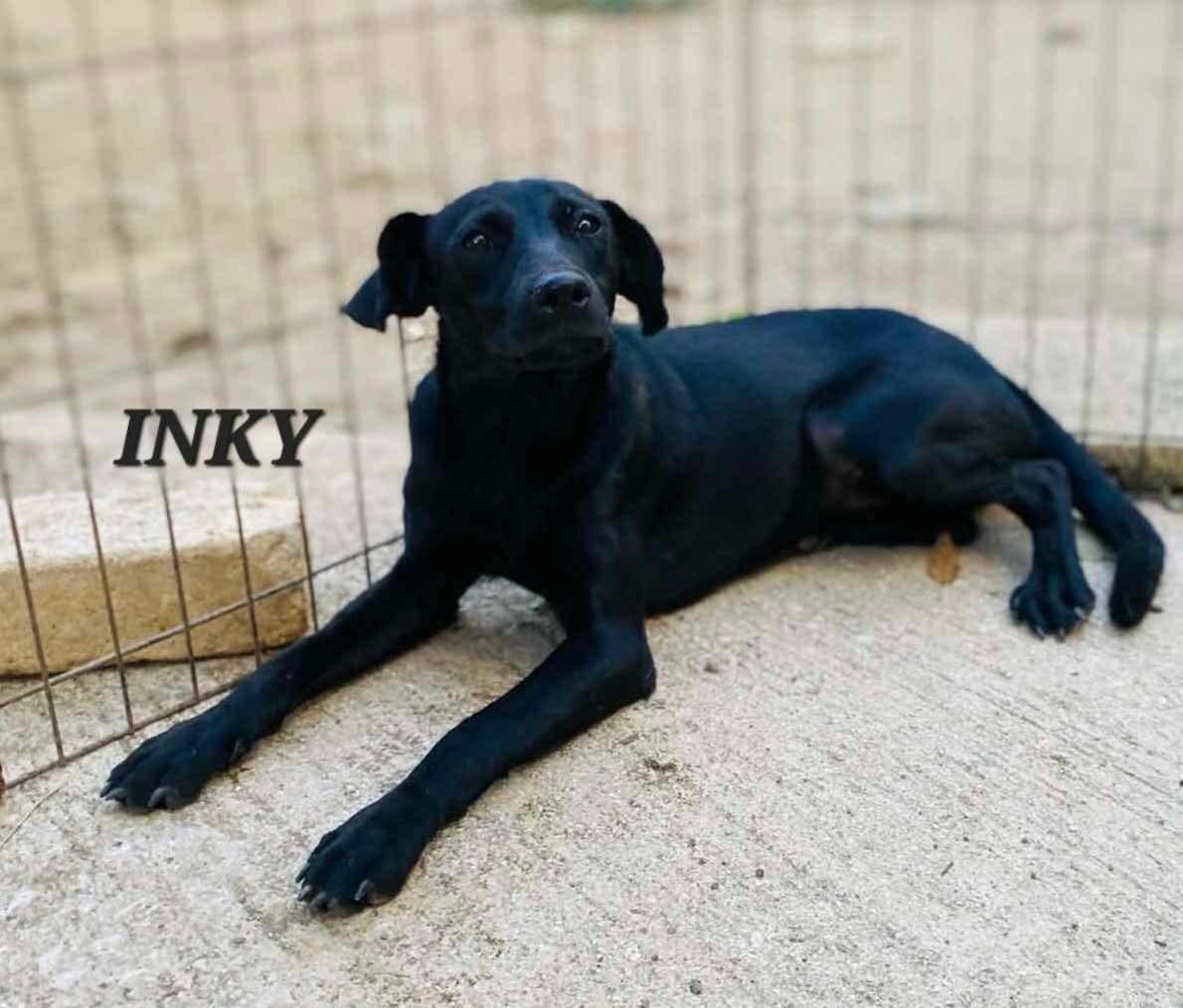 Enlarge Inky, a ADOPTABLE mixed breed in Milford, NH image 4/4