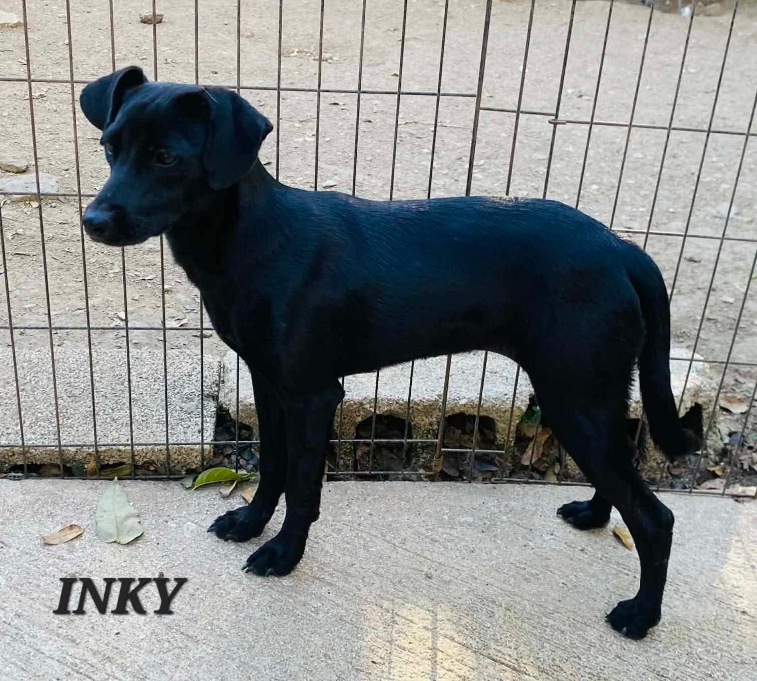 Inky, ADOPTABLE, Young Female Labrador Retriever.