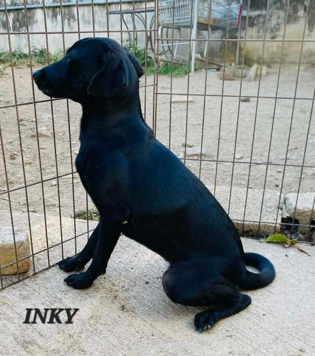 Enlarge Inky, a ADOPTABLE mixed breed in Milford, NH image 3/4