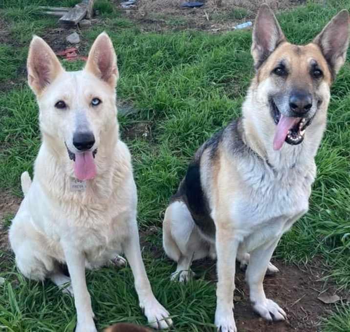 Shaylah, Adoptable, Adult Female German Shepherd Dog.