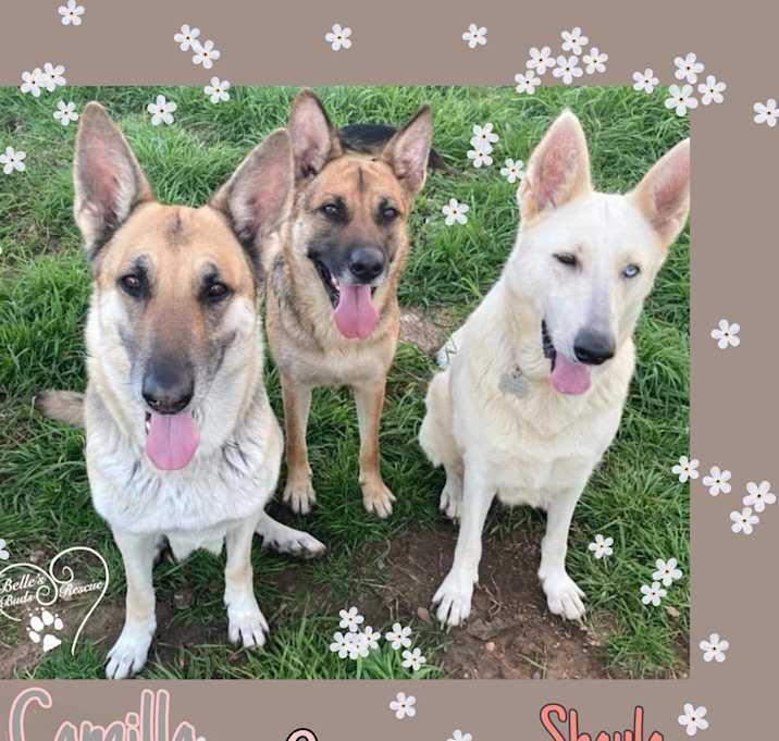 Enlarge Shaylah, a Adoptable mixed breed in Brookshire, TX image 3/3