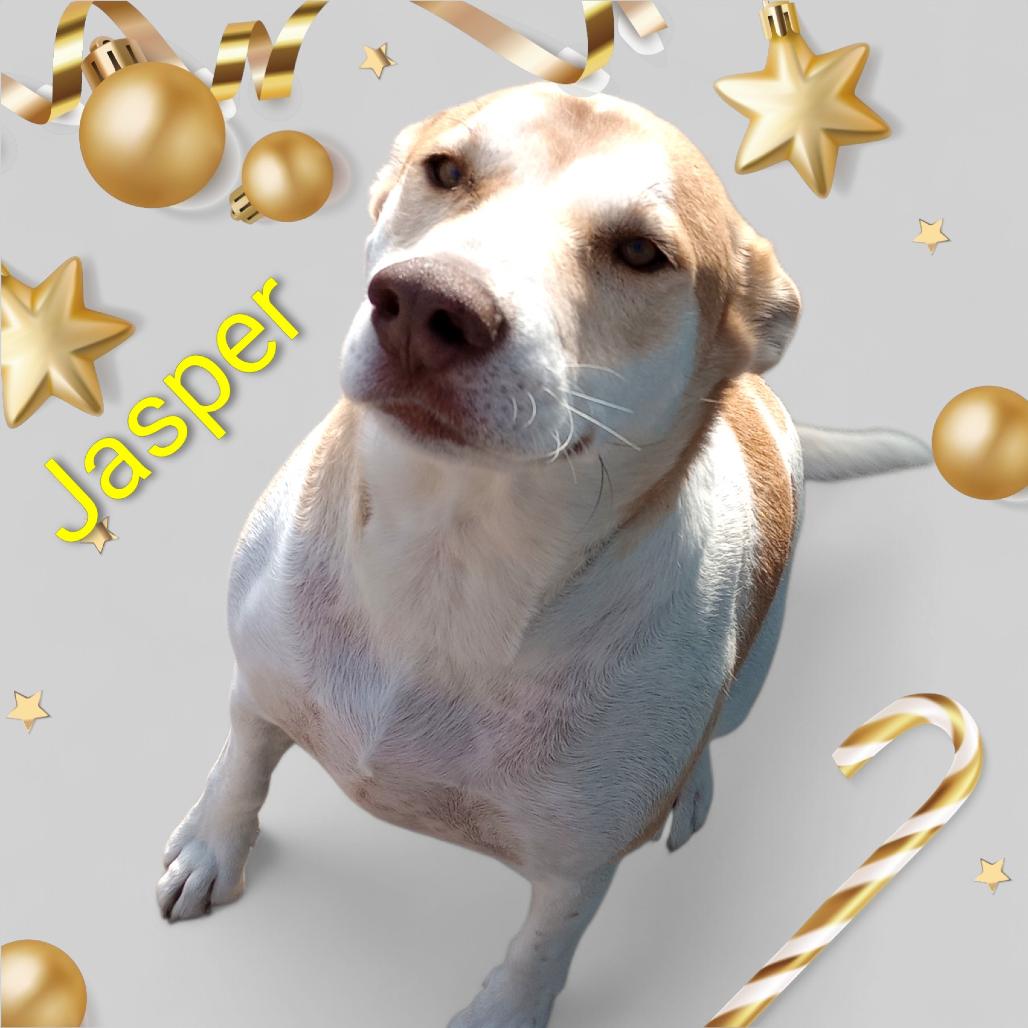 JASPER, Adoptable, Adult Male Husky & Black Labrador Retriever.