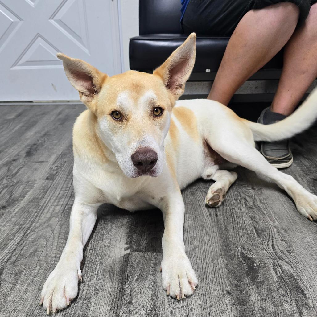 Enlarge JASPER, a Adoptable mixed breed in Holton, KS image 2/4