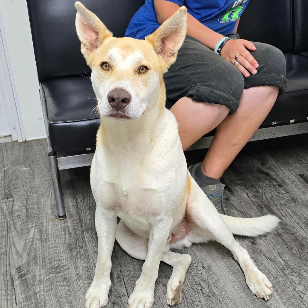 Enlarge JASPER, a Adoptable mixed breed in Holton, KS image 4/4