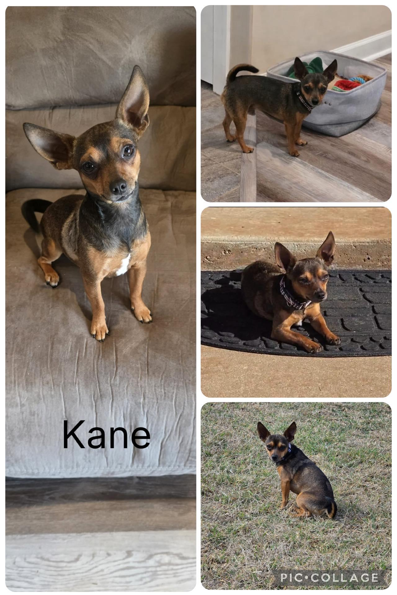 Enlarge Kane, an adopted Chihuahua in Enterprise, AL image 1/1