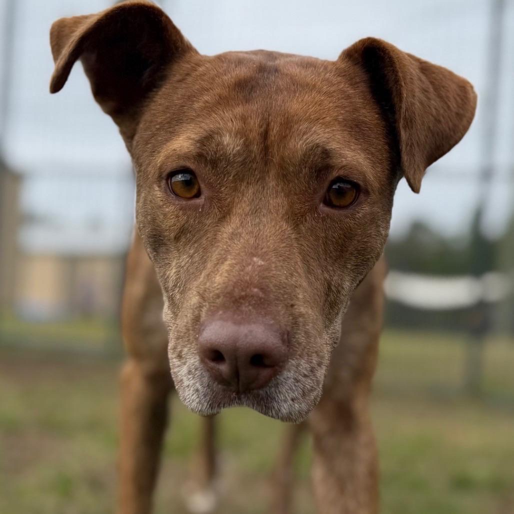 Enlarge Gentry, an adopted Mixed Breed in Burlington, VT image 2/2