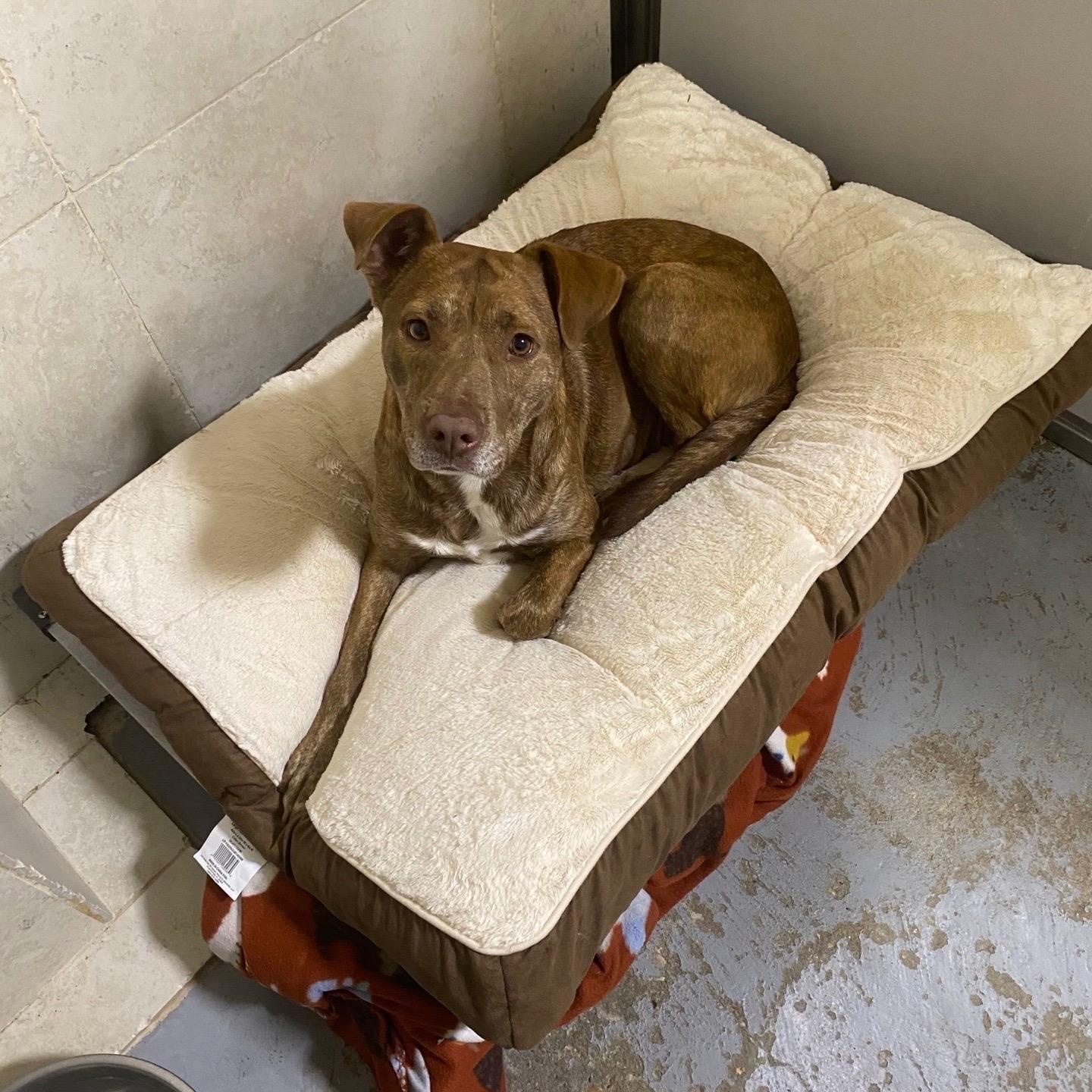 Gentry, ADOPTABLE, Adult Female Mixed Breed.