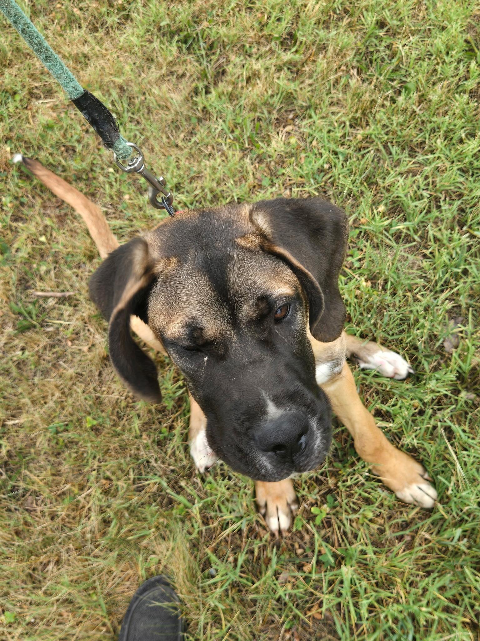 Clifford, Adopted, Young Male Saint Bernard & Greyhound.