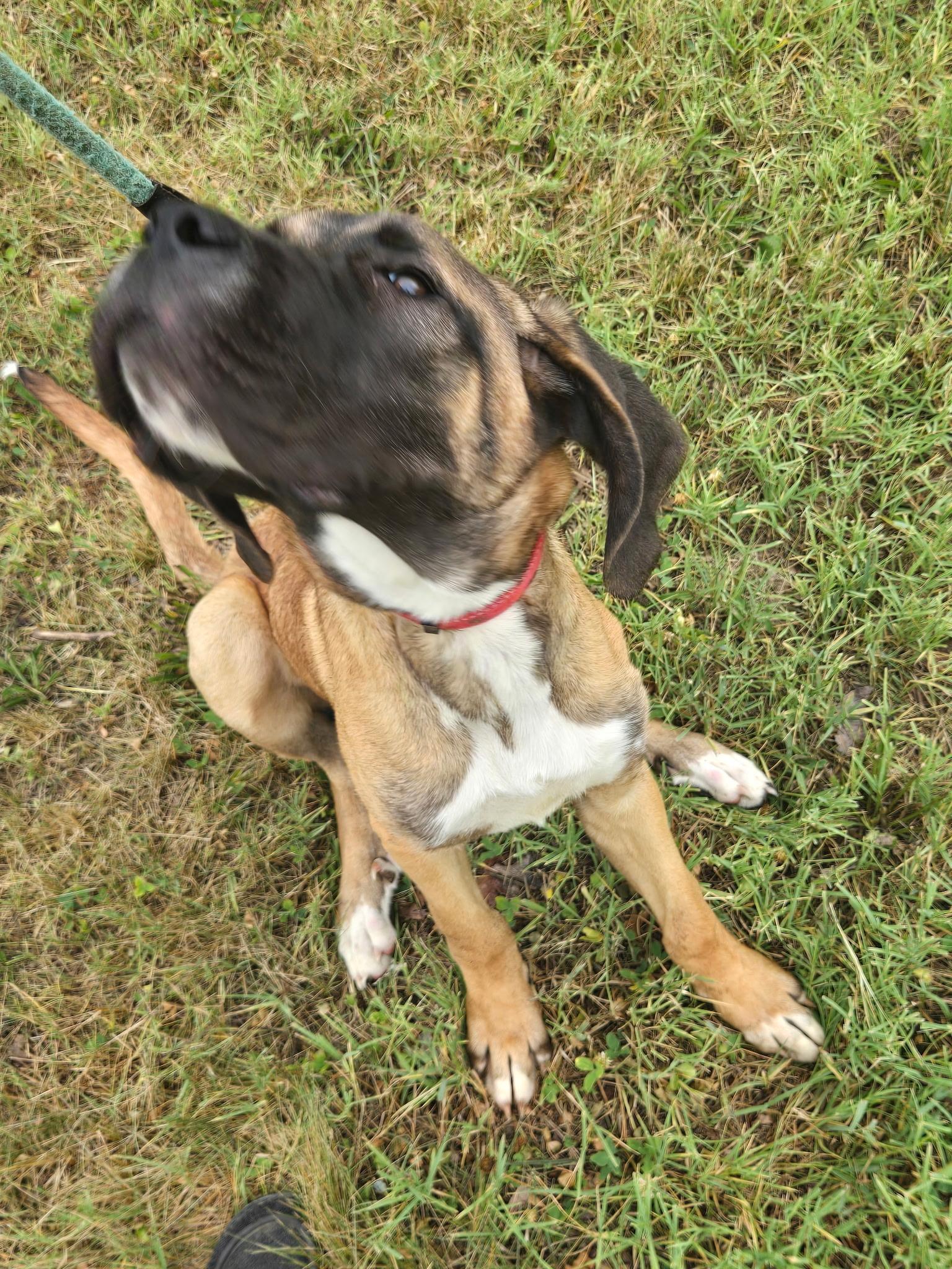 Enlarge Clifford, a Adopted mixed breed in Egg Harbor City, NJ image 2/2