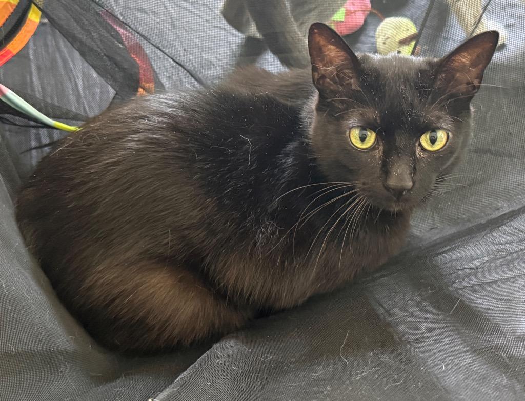 Tyson, Adoptable, Adult Male Domestic Short Hair.