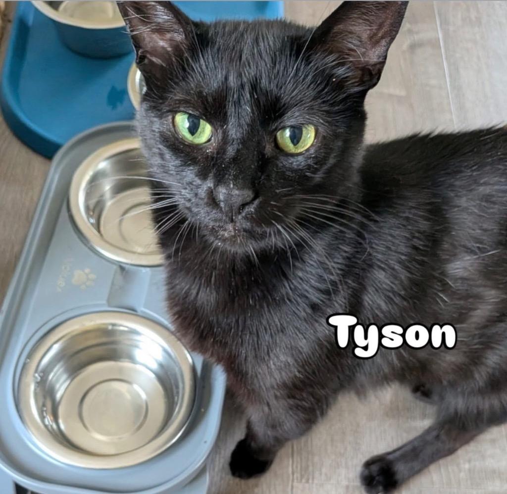 Tyson, a Adoptable Domestic Short Hair in Gorham, ME image 3/3