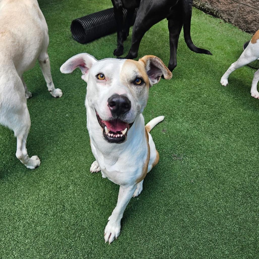 Miko, Adoptable, Adult Male Mixed Breed.