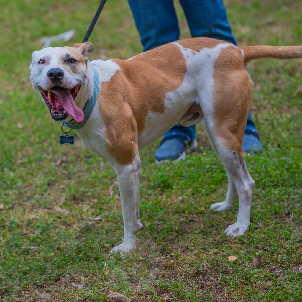 Miko, a Adoptable Mixed Breed in Bartlett, TN image 2/6