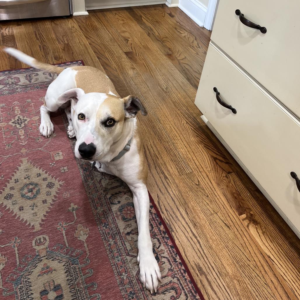 Miko, a Adoptable Mixed Breed in Bartlett, TN image 2/5