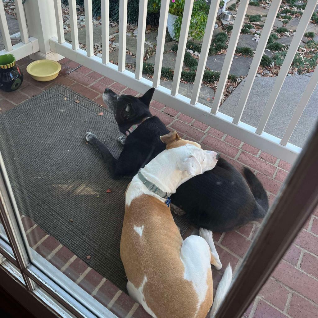 Miko, a Adoptable Mixed Breed in Bartlett, TN image 4/6