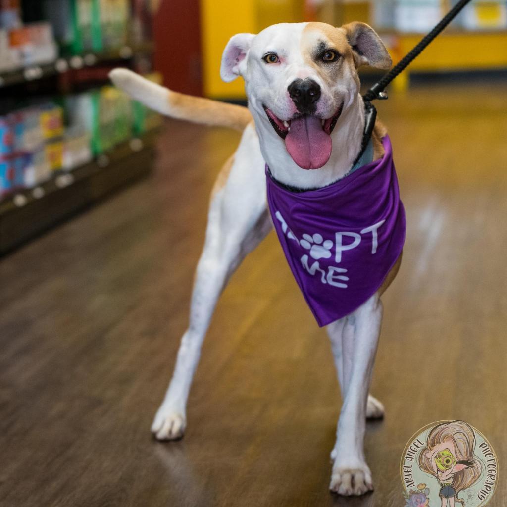 Miko, a Adoptable Mixed Breed in Bartlett, TN image 3/6