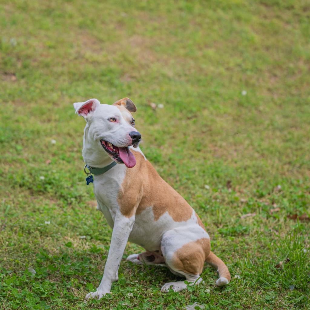 Miko, a Adoptable Mixed Breed in Bartlett, TN image 5/6