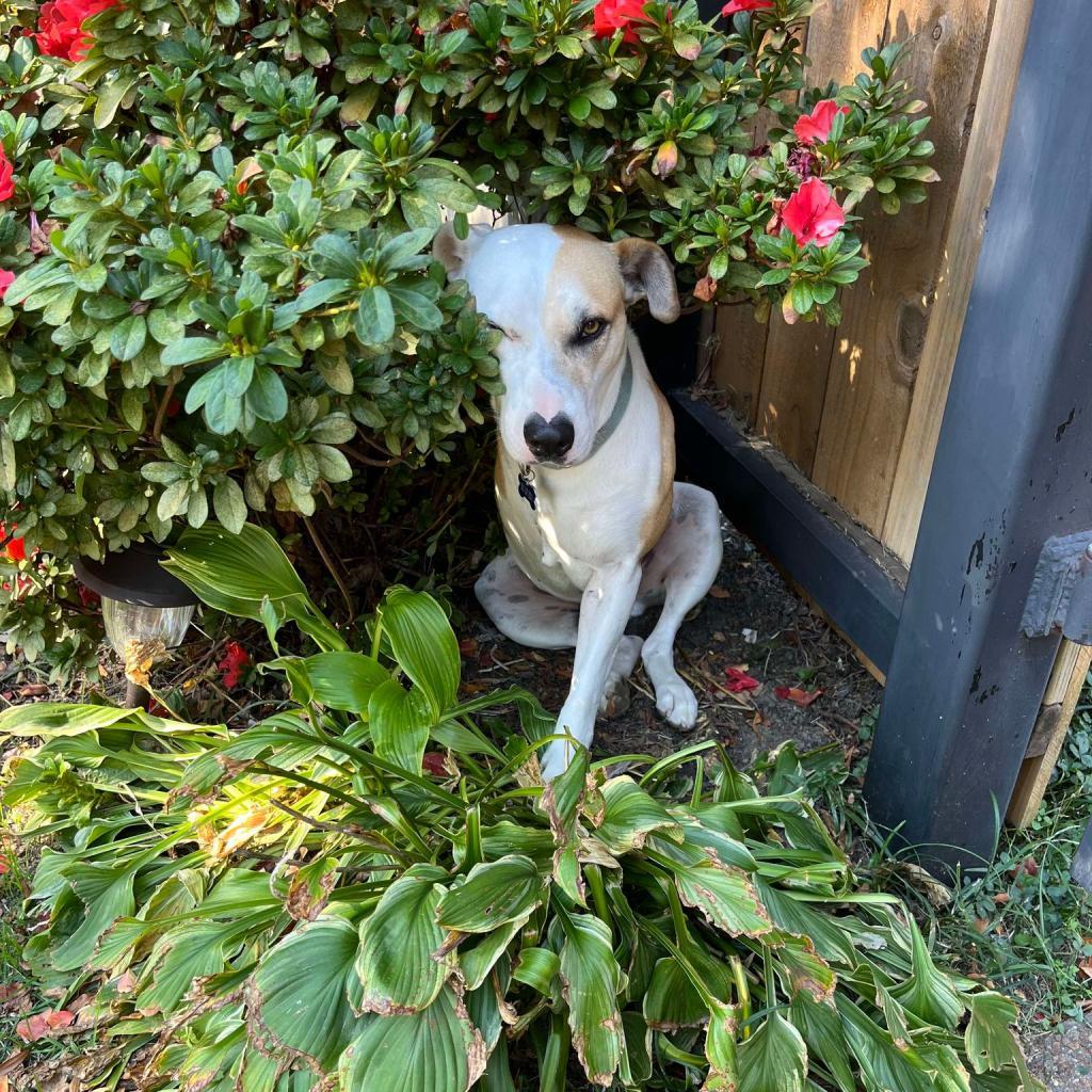 Miko, a Adoptable Mixed Breed in Bartlett, TN image 6/6