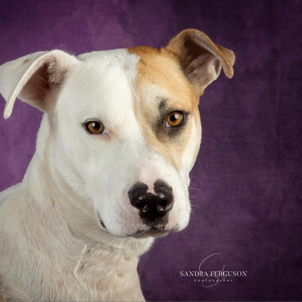 Enlarge Miko, a Adoptable Mixed Breed in Bartlett, TN image 6/6