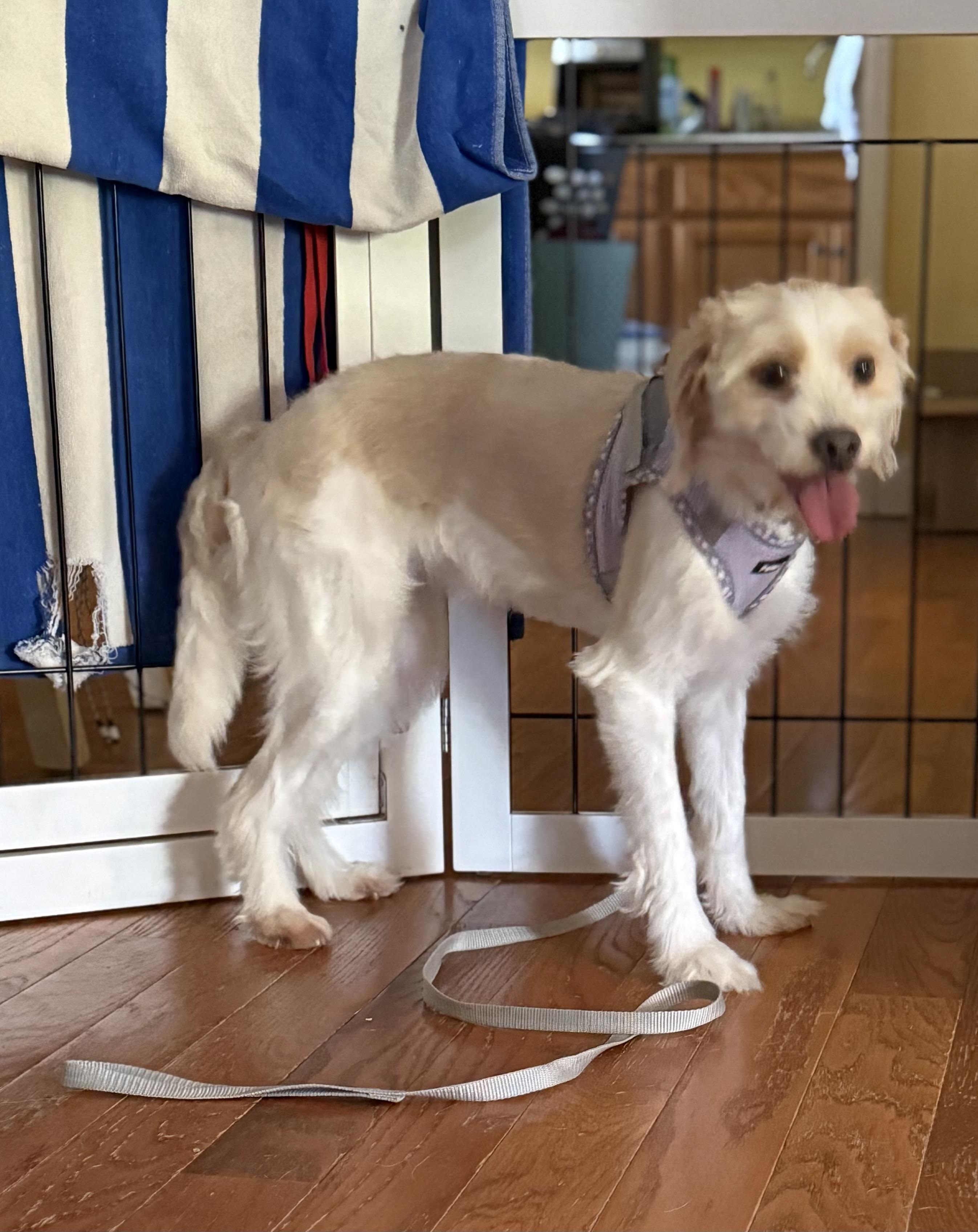 Enlarge Zuki, a ADOPTABLE mixed breed in Eagleville, TN image 2/3
