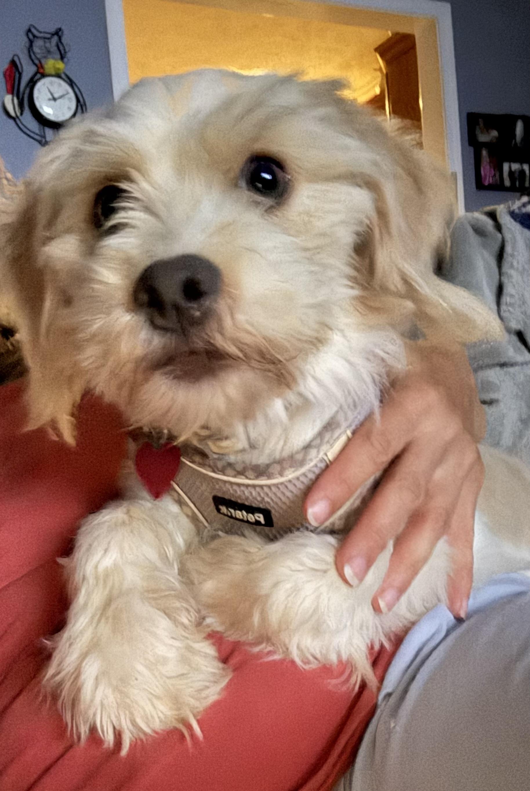 Zuki, ADOPTABLE, Adult Female Terrier.
