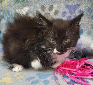 Gabby, ADOPTABLE, Young Female Domestic Short Hair.