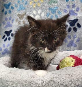 Gabby, a ADOPTABLE Domestic Short Hair in Bucyrus, OH image 3/3