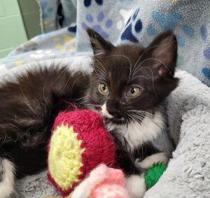Gabby, a ADOPTABLE Domestic Short Hair in Bucyrus, OH image 2/3