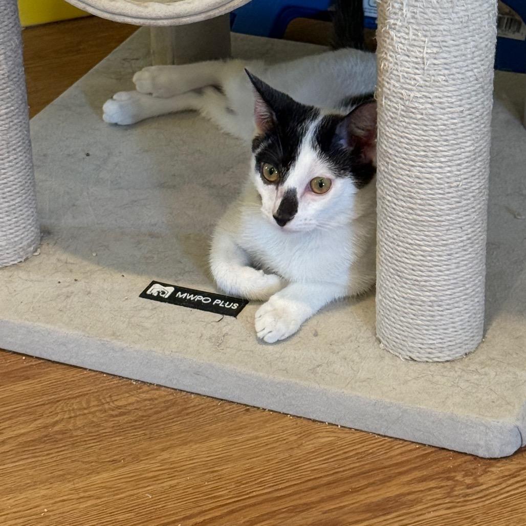 Andie Walsh, Adoptable, Kitten Female Domestic Short Hair.
