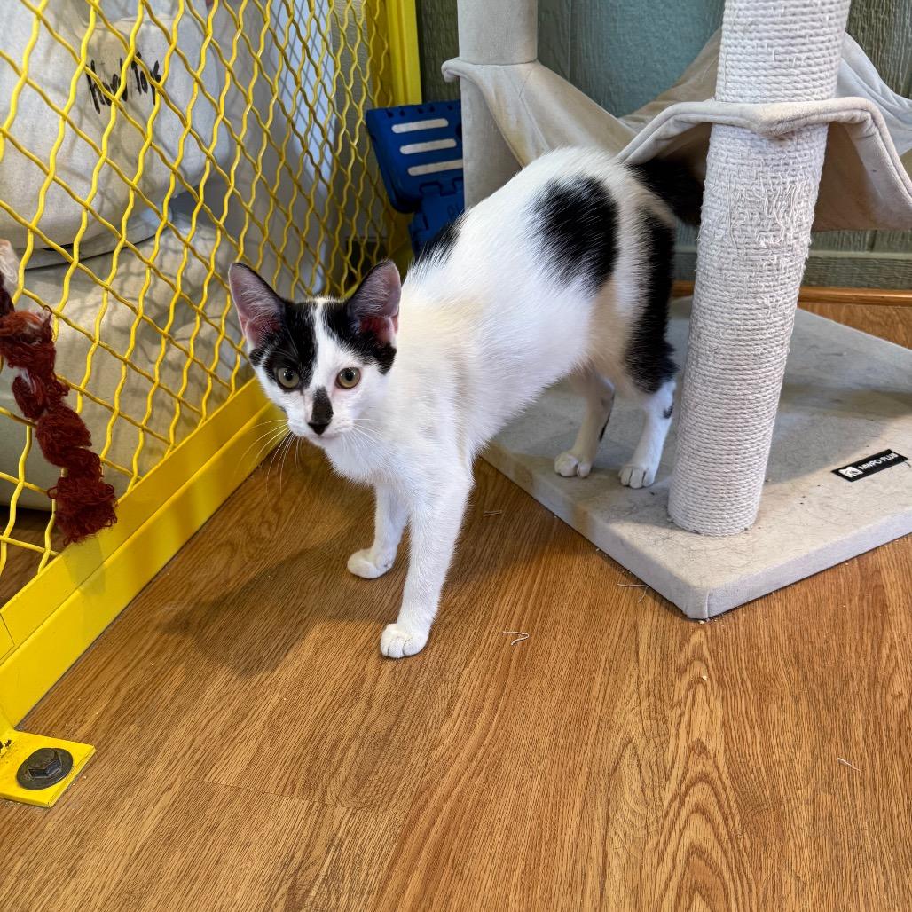 Enlarge Andie Walsh, a Adoptable Domestic Short Hair in Lake Panasoffkee, FL image 2/4