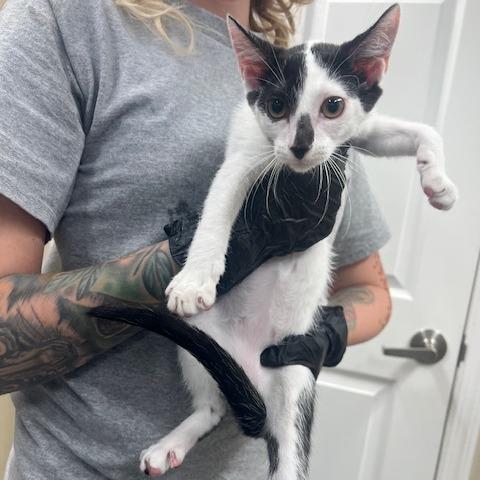 Enlarge Andie Walsh, a Adoptable Domestic Short Hair in Lake Panasoffkee, FL image 3/4