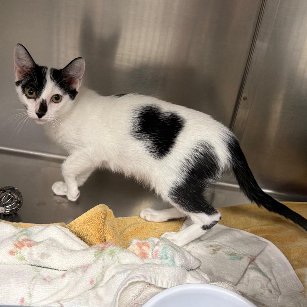 Enlarge Andie Walsh, a Adoptable Domestic Short Hair in Lake Panasoffkee, FL image 4/4