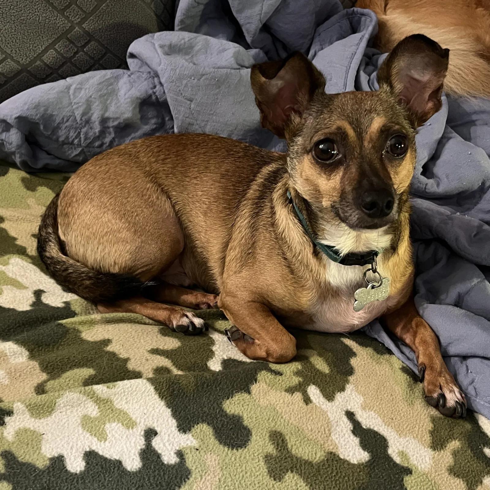 Enlarge Groot, a Adoptable mixed breed in Port Charlotte, FL image 1/4