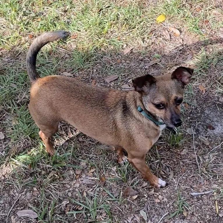 Enlarge Groot, a Adoptable mixed breed in Port Charlotte, FL image 2/4