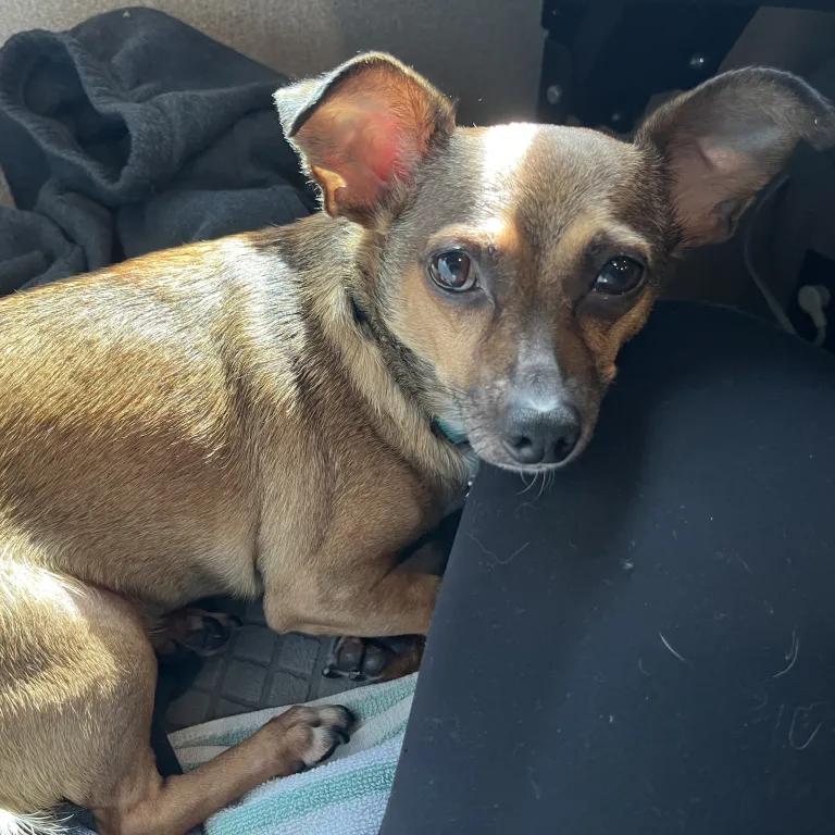 Enlarge Groot, a Adoptable mixed breed in Port Charlotte, FL image 4/4