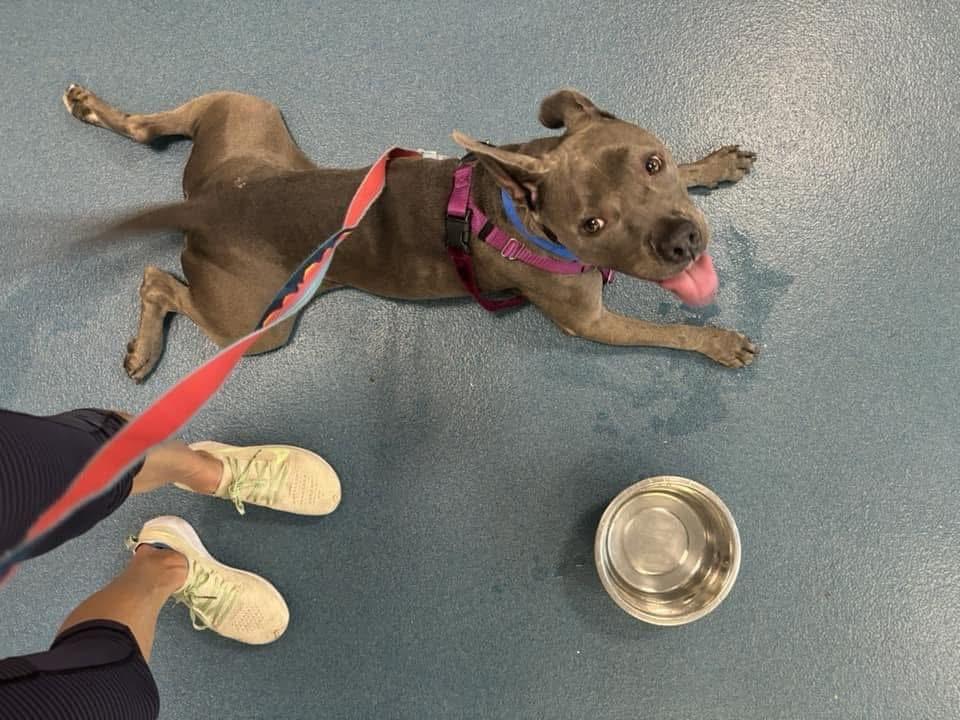 Diana, Adult Female Pit Bull Terrier