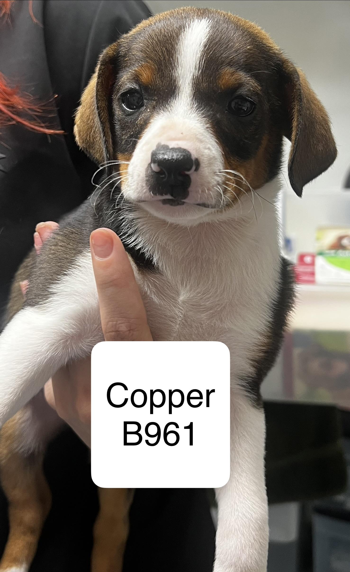 Enlarge Copper, a ADOPTABLE mixed breed in Morganton, NC image 1/1