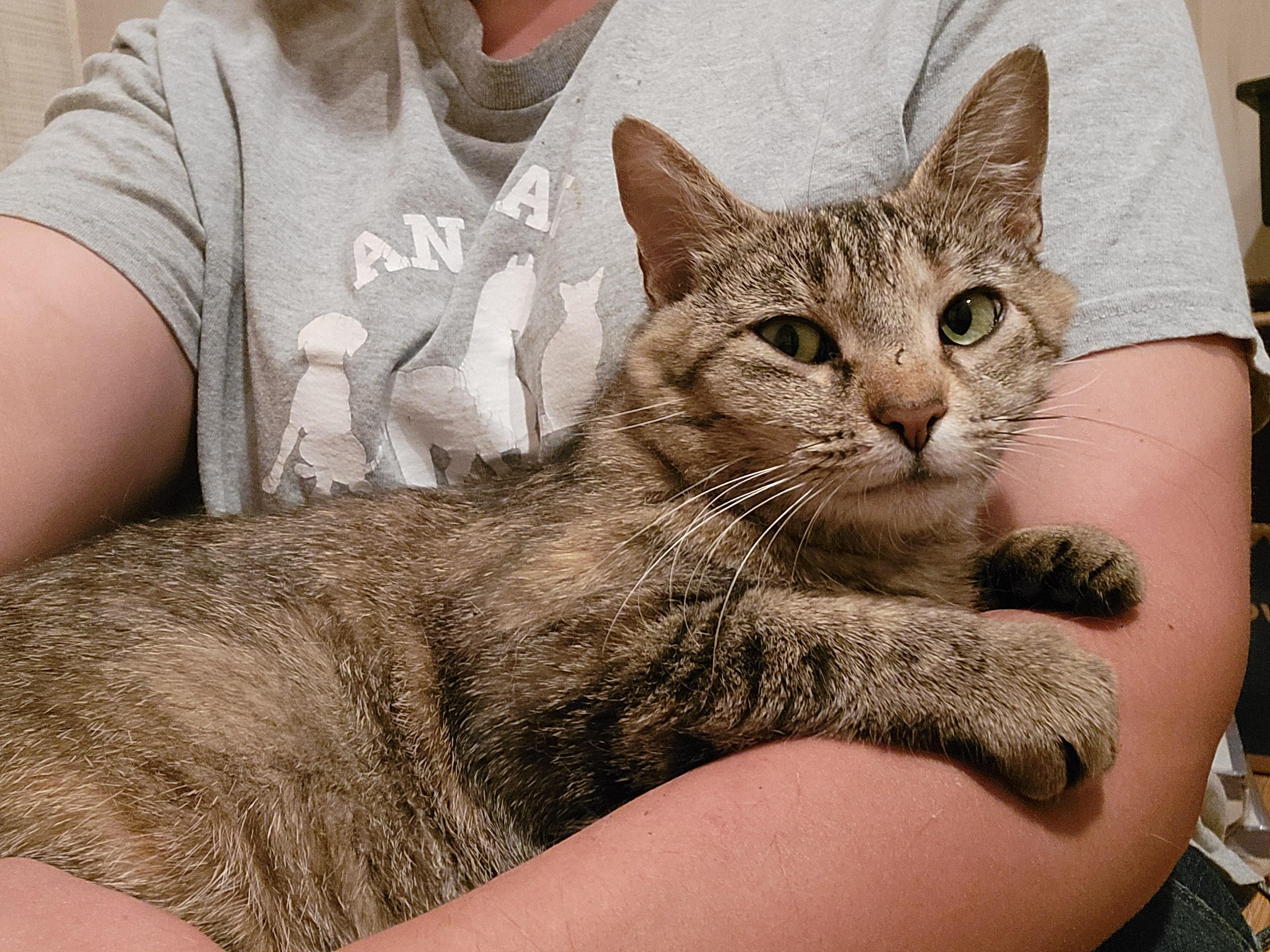 Enlarge Bunnie, a ADOPTABLE Domestic Short Hair in Mount Sterling, KY image 5/6